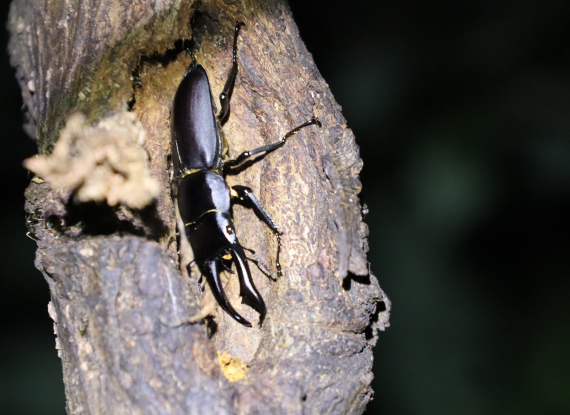 川縁のヤナギ(左)_川側から覗く_洞に収まっていたコクワガタ♂_2021年8月23日18時25分頃 気温28度